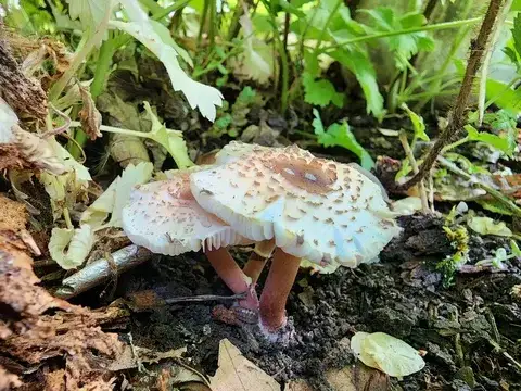 Lepiota lilacea — ficha de estudio