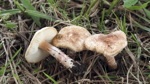 Confundible con Lepiota subincarnata (Lepiota subincarnata) — foto de estudio comparativa. Solo orientación.