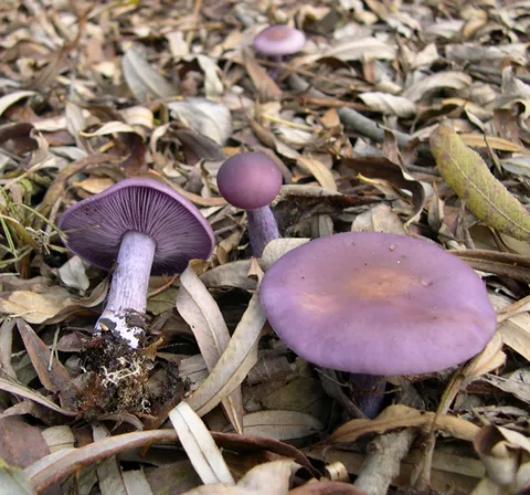 Confundible con Lepista nuda (Pie azul) — foto de estudio comparativa. Solo orientación.