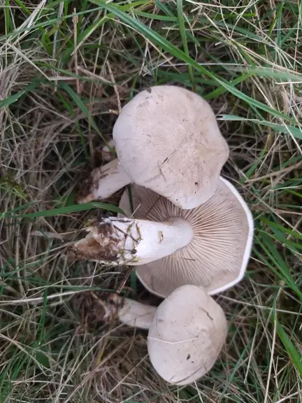 Lepista panaeolus — ficha de estudio