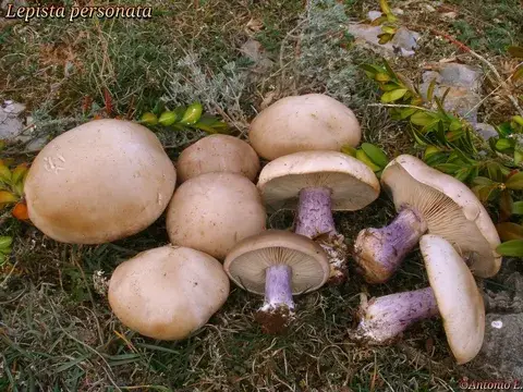 Lepista saeva (Pie violeta de prado) — ficha de estudio