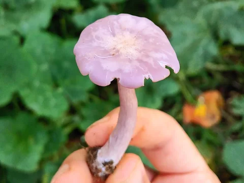 Lepista sordida (Lepista sórdida) — ficha de estudio