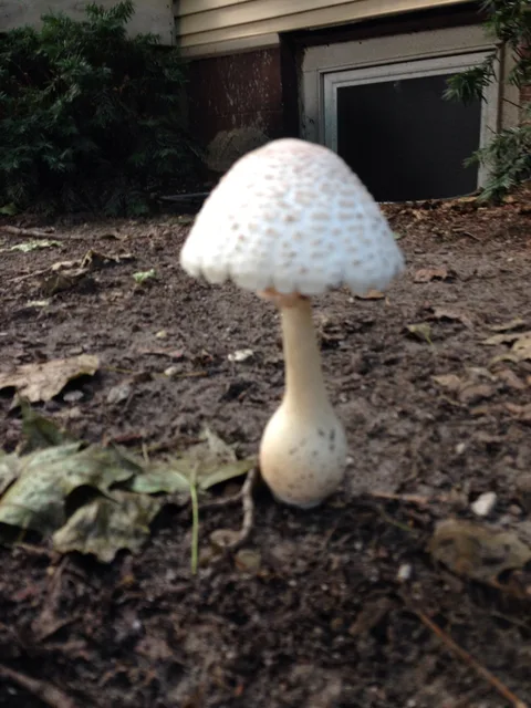 Leucoagaricus americanus — ficha de estudio