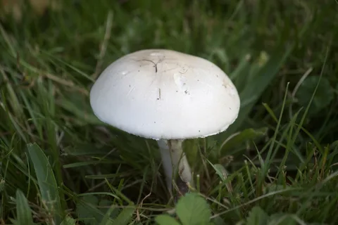 Leucoagaricus leucothites (Agarico blanco) — ficha de estudio