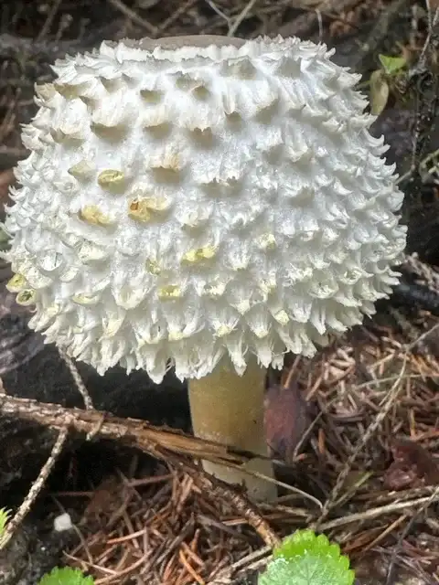 Leucoagaricus nympharum — ficha de estudio