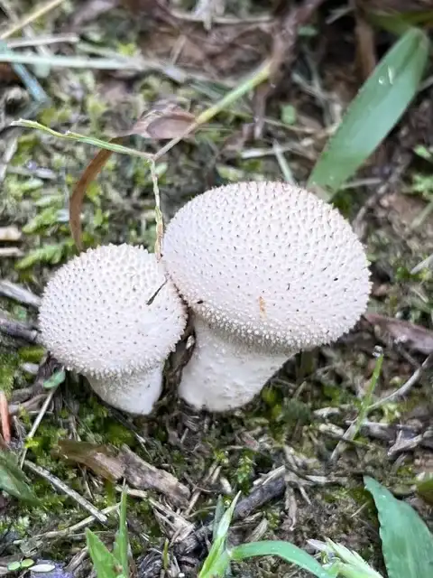 Confundible con Lycoperdon perlatum (Cuesco de lobo perlado) — foto de estudio comparativa. Solo orientación.
