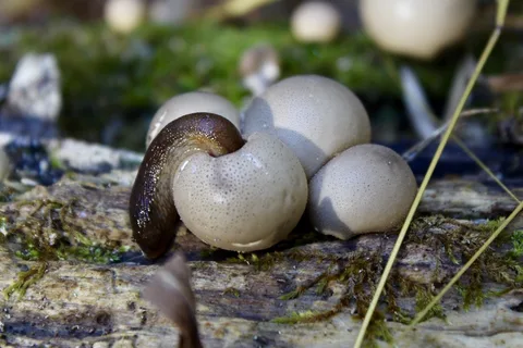 Lycoperdon pyriforme (Cuesco de lobo piriforme) — ficha de estudio
