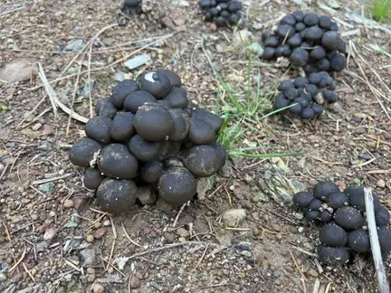 Lyophyllum decastes (Seta de roca) — ficha de estudio