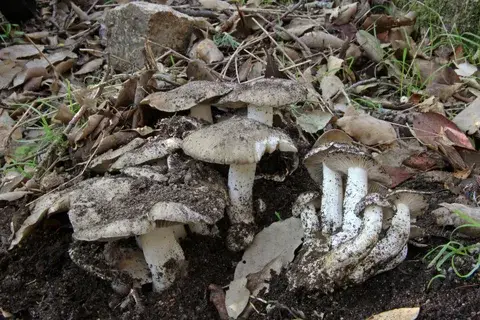 Lyophyllum fumosum — ficha de estudio