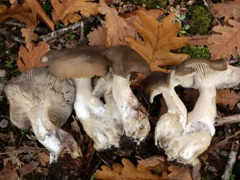 Lyophyllum transforme — ficha de estudio