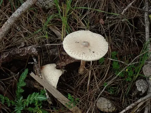 Macrolepiota excoriata — ficha de estudio