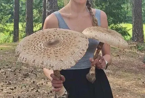 Macrolepiota fuliginosa — ficha de estudio