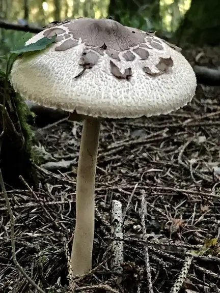 Macrolepiota konradii (Parasol de Konrad) — ficha de estudio