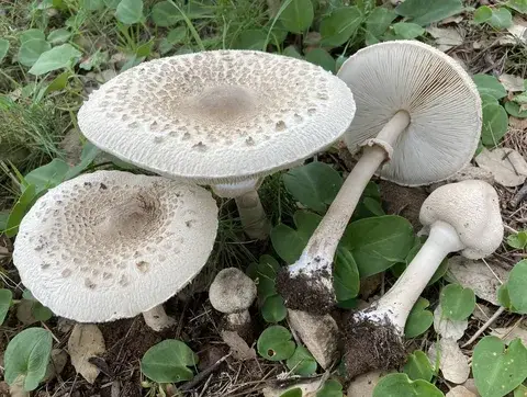 Macrolepiota mastoidea (Apagador menor) — ficha de estudio