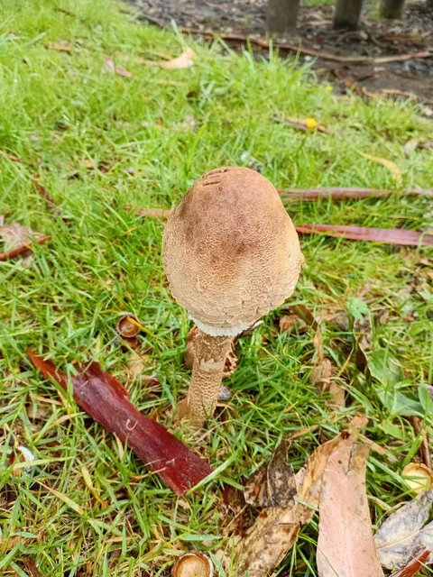 Macrolepiota procera — foto de estudio (proxy same-origin)