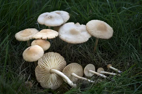 Marasmius oreades (senderuela) — ficha de estudio