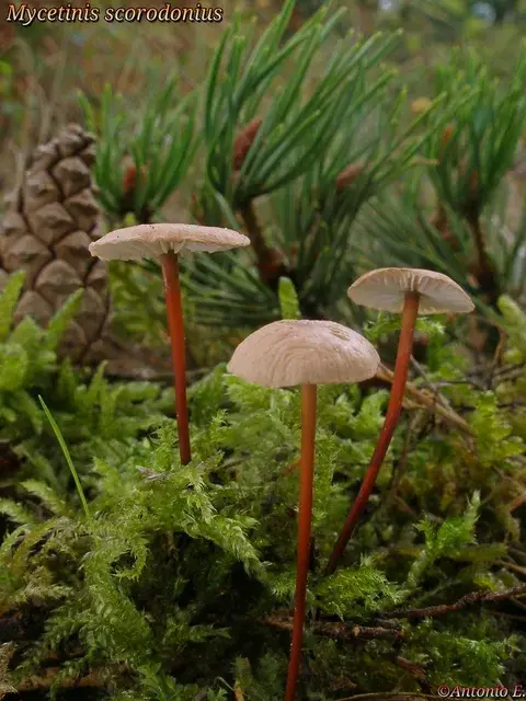 Marasmius scorodonius (Marasmius de ajo) — ficha de estudio