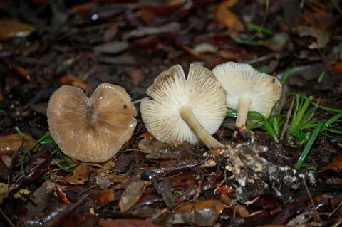 Megacollybia platyphylla (Colibia ancha) — misma familia de estudio. Solo orientación.