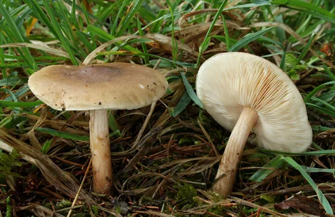 Melanoleuca cognata — ficha de estudio