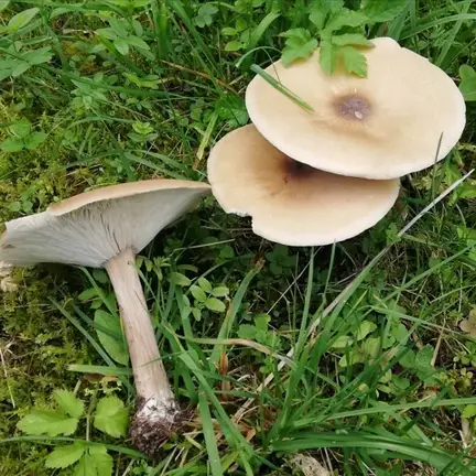 Melanoleuca grammopodia — ficha de estudio