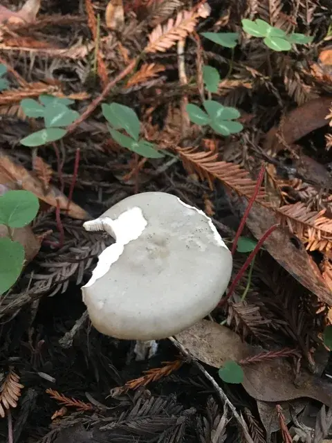 Melanoleuca melaleuca (Melanoleuca común) — ficha de estudio