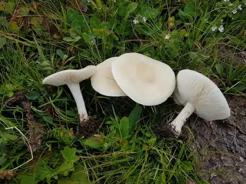 Melanoleuca strictipes — ficha de estudio
