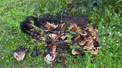 Meripilus giganteus (Poliporo gigante) — misma familia de estudio. Solo orientación.