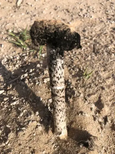 Montagnea arenaria (Montagnea de las arenas) — ficha de estudio