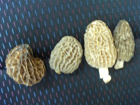 Morchella deliciosa (Colmenilla deliciosa) — misma familia de estudio. Solo orientación.