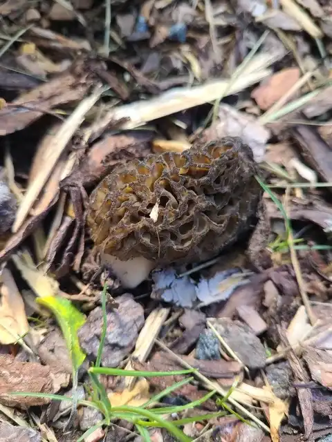 Morchella elata (Colmena negra) — misma familia de estudio. Solo orientación.