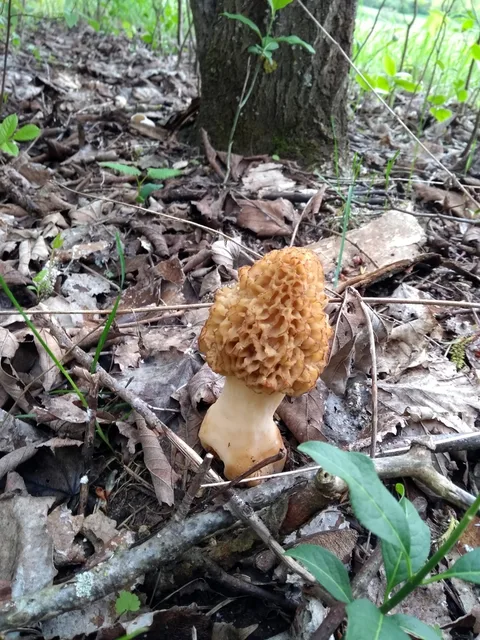 Morchella esculenta — foto de estudio (proxy same-origin)