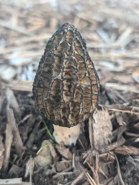 Morchella importuna (Colmena de jardín) — ficha de estudio
