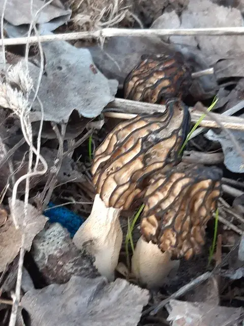 Morchella semilibera (Medio libre) — ficha de estudio