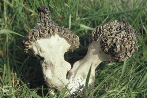Morchella vulgaris (Colmenilla vulgar) — ficha de estudio