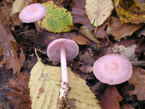 Mycena pura (Micena pura) — ficha de estudio