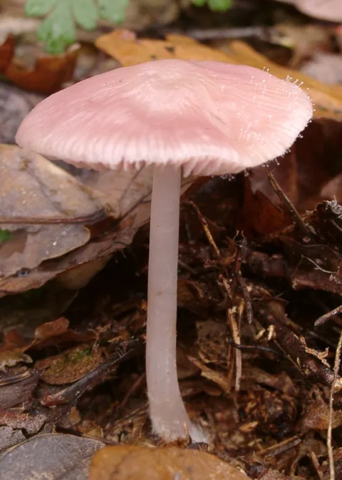 Mycena rosea (Micena rosa) — misma familia de estudio. Solo orientación.