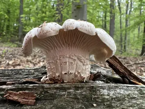 Neolentinus lepideus (Lentinus escamoso) — ficha de estudio
