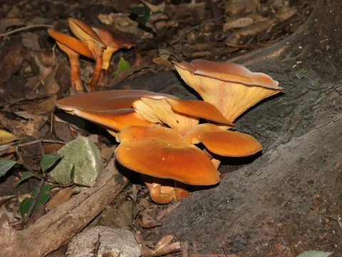 Omphalotus olearius — foto de estudio (proxy same-origin)