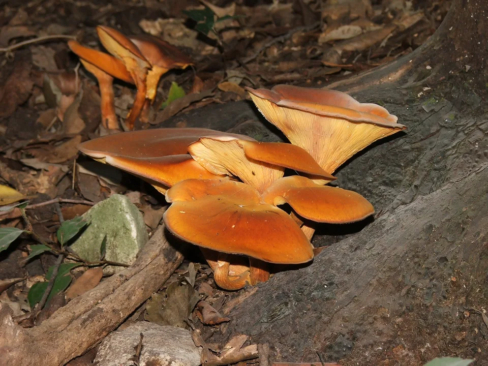 Fotografía de referencia de Omphalotus olearius para la guía Omphalotus olearius: el falso rebozuelo de estudio