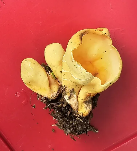 Otidea onotica (Oreja de asno) — misma familia de estudio. Solo orientación.