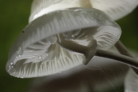 Oudemansiella mucida (Porcelana) — ficha de estudio