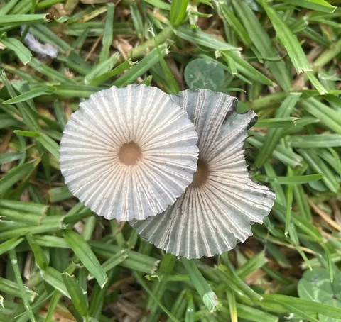 Parasola plicatilis (Parasola plegada) — ficha de estudio
