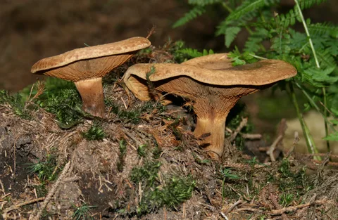 Paxillus involutus (Paxilo arrollado) — ficha de estudio