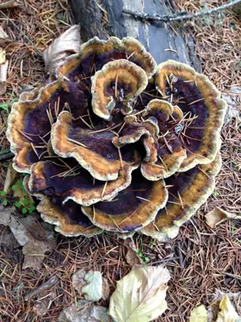 Phaeolus schweinitzii (Pólipo teñidor) — misma familia de estudio. Solo orientación.