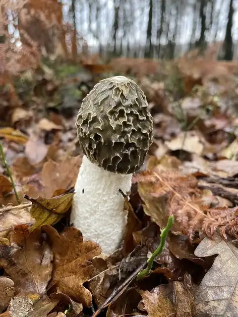 Confundible con Phallus impudicus (Falo hediondo) — foto de estudio comparativa. Solo orientación.