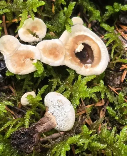 Phellodon tomentosus — ficha de estudio