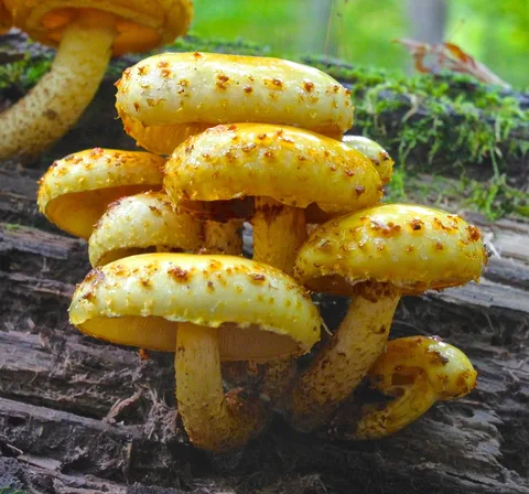 Pholiota aurivella (Pholiota dorada) — ficha de estudio