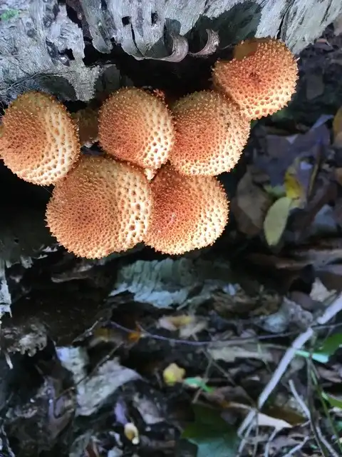 Pholiota squarrosa (Foliota escamosa) — ficha de estudio