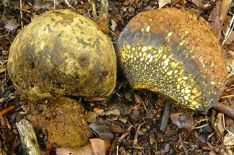 Pisolithus arhizus (Pedo de lobo de tinta) — ficha de estudio