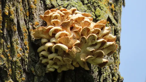 Pleurotus cornucopiae (Seta de ostra dorada) — ficha de estudio